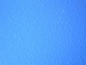 Panel with organic coating damaged by blistering